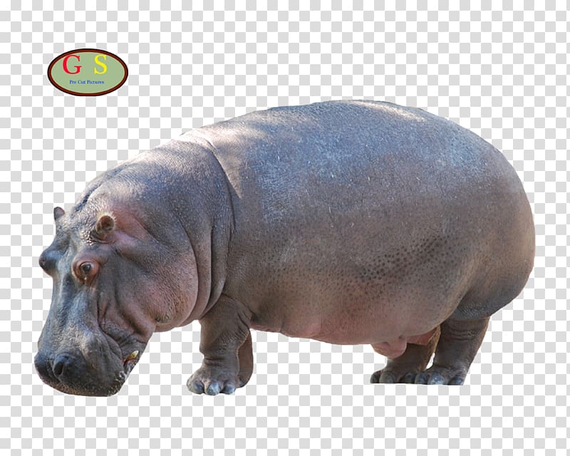 Hippopotamus Sea cows Weyto Homosassa Springs Wildlife State Park Crystal River, Om transparent background PNG clipart