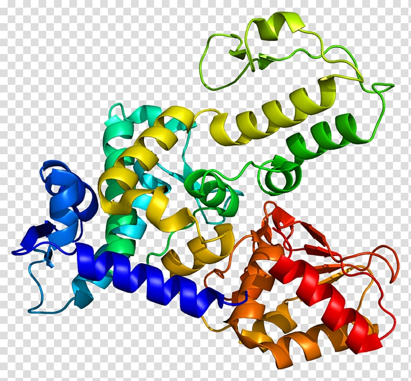 WWP1 NEDD4 Ubiquitin ligase Protein , others transparent background PNG clipart