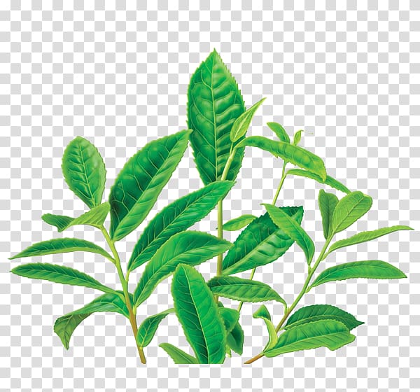 Green tea Organic food Masala chai Decaffeination, Green tea transparent background PNG clipart