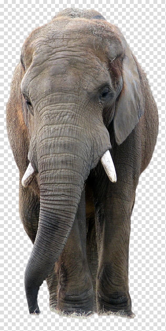 African bush elephant Asian elephant African forest elephant, elephants transparent background PNG clipart
