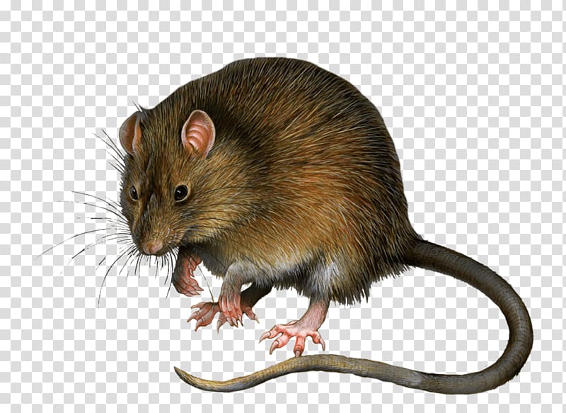 Rat Minnie Mouse Mickey Mouse Gerbil, Mouse Rat transparent background PNG clipart