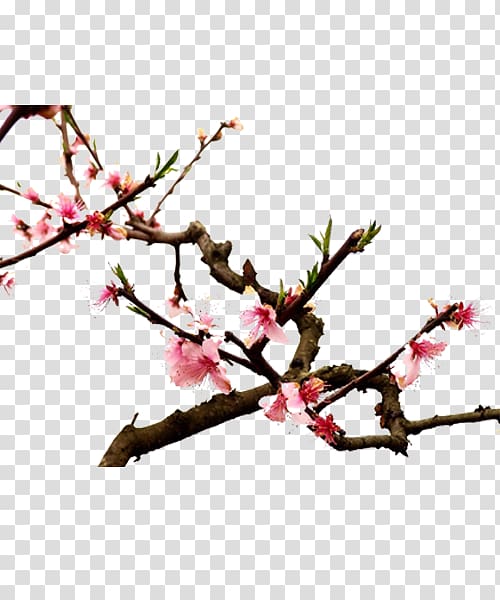 Twig Cherry blossom Spring Plant stem Petal, Plum flower transparent background PNG clipart