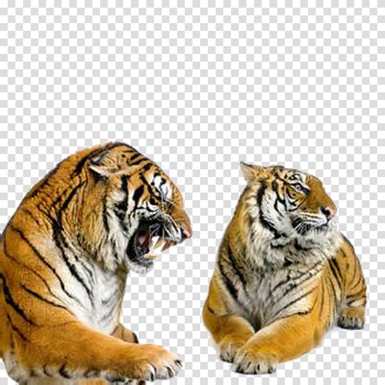 Siberian Tiger Bengal tiger .xchng, Tiger Creative transparent background PNG clipart