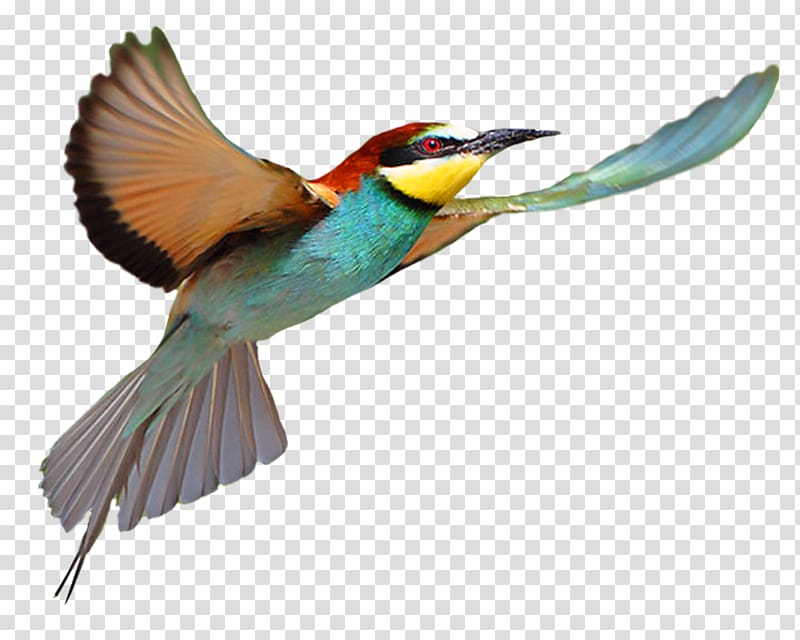 Bird flight Bird flight, Flying bird transparent background PNG clipart