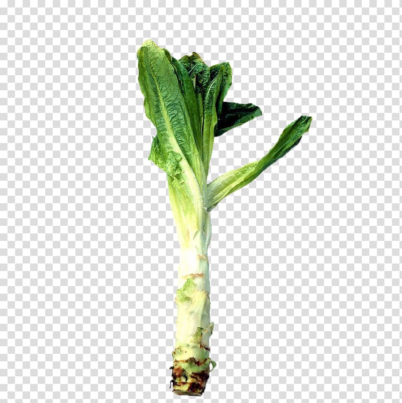 Celtuce Horseradish Leaf Root Food, Fresh raw cabbages transparent background PNG clipart