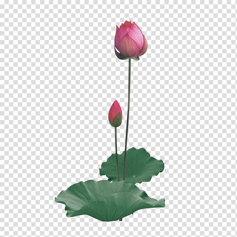 two pink rose flowers illustration, Nelumbo nucifera Water lily, Lotus transparent background PNG clipart