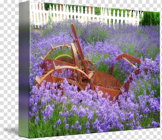 English lavender Landscaping Landscape Flora, lavender 18 0 1 transparent background PNG clipart