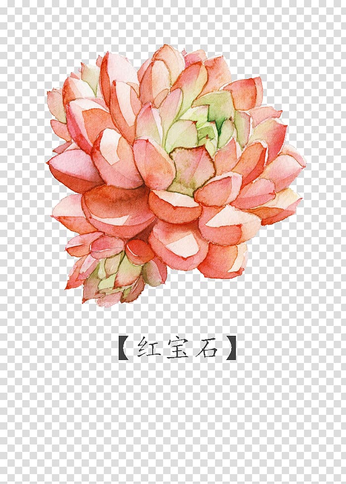 red dahlia flower illustration, Watercolor painting Succulent plant, ruby transparent background PNG clipart