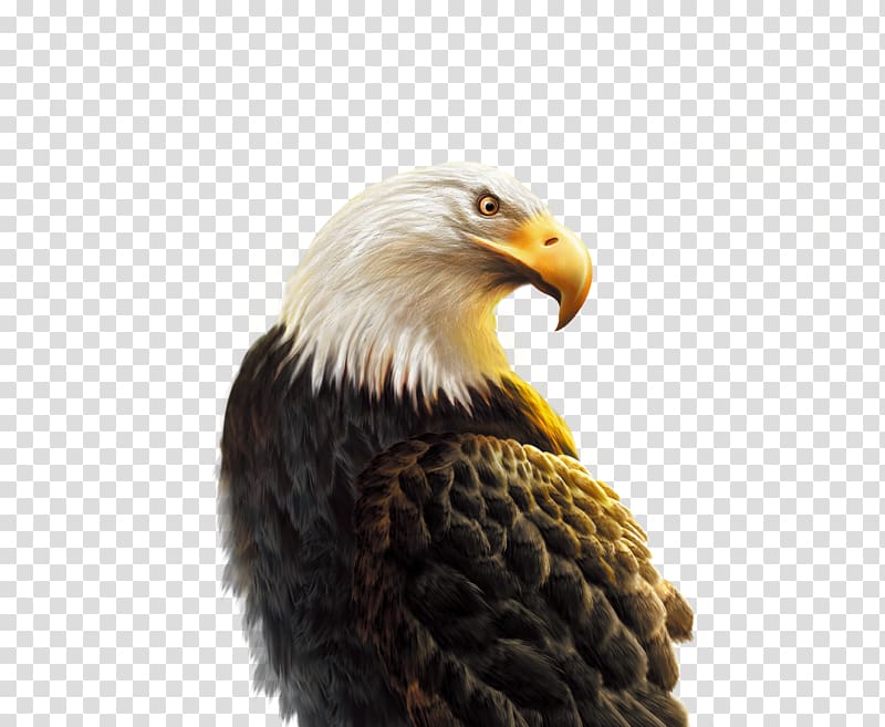 gray and white eagle illustration, Android Eagle Hawk Computer file, Texture eagle transparent background PNG clipart