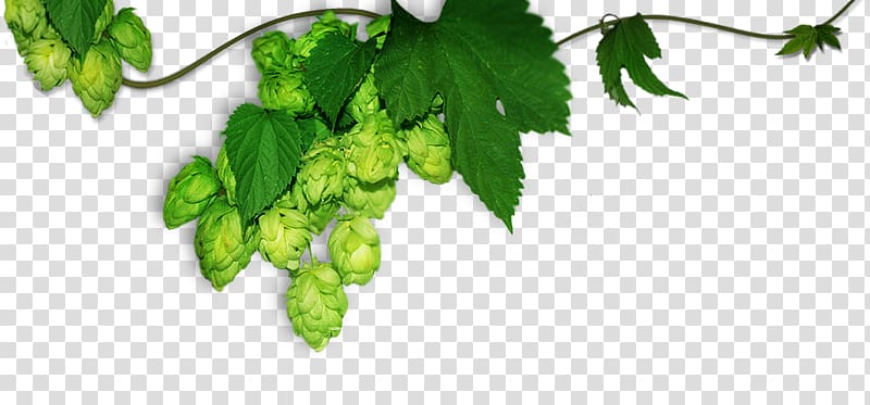 Beer Pale ale Coopers Brewery Pilsner, beer transparent background PNG clipart