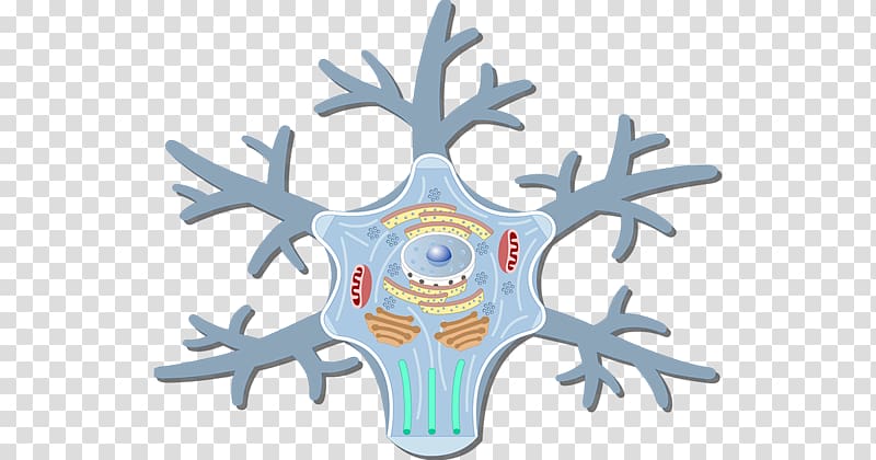 Motor neuron Soma Cell Neurofilament, others transparent background PNG clipart