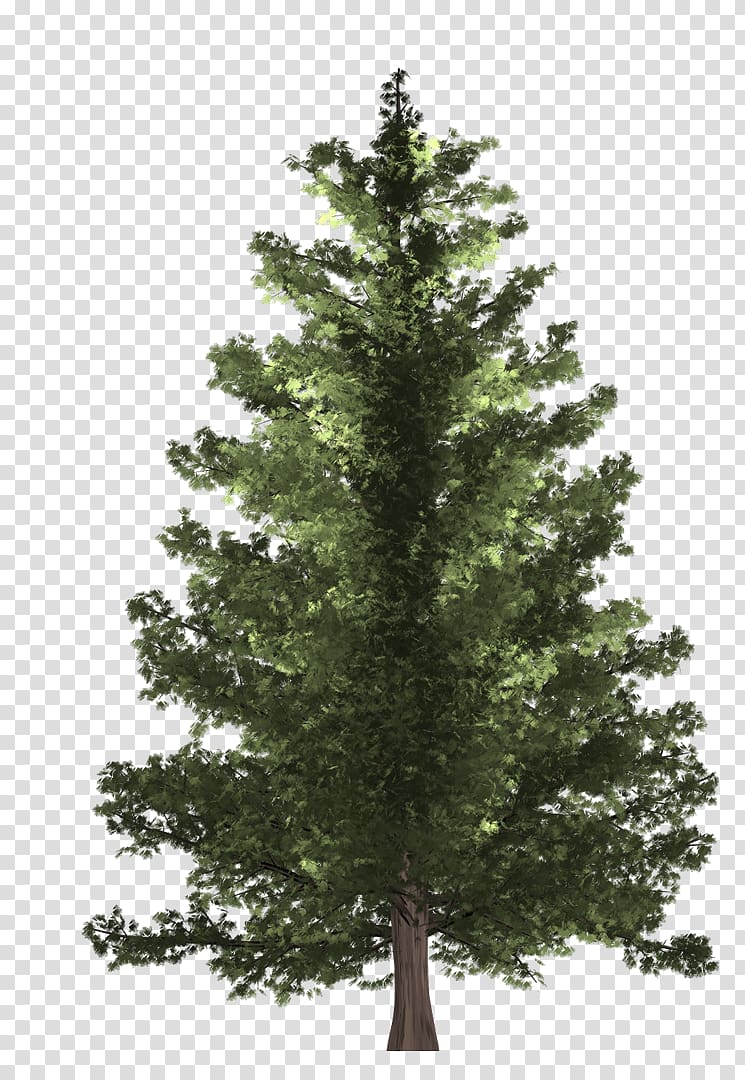 green Christmas tree, Pine Spruce Fir Christmas tree, pine transparent background PNG clipart