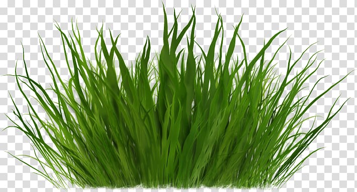 green grass illustration, , grass transparent background PNG clipart