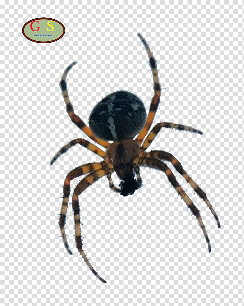 European garden spider Barn spider , spinning transparent background PNG clipart