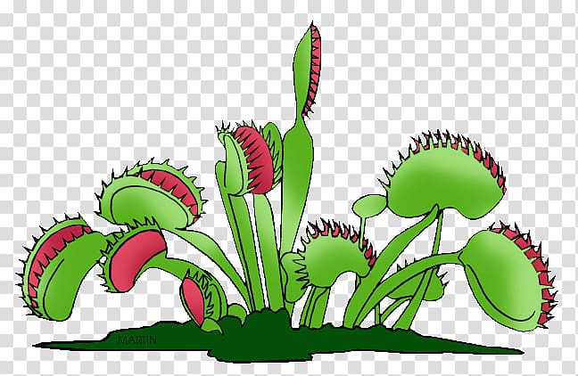Venus flytrap Carnivorous plant , plant transparent background PNG clipart