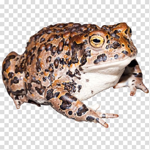 Toad Yosemite National Park True frog Kings Canyon National Park, frog transparent background PNG clipart
