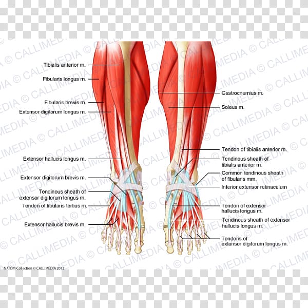 Crus Muscle Muscular system Foot Human body, others transparent background PNG clipart