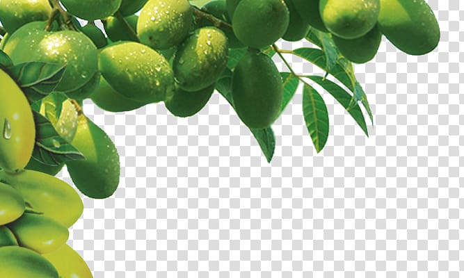 olive tree transparent background PNG clipart