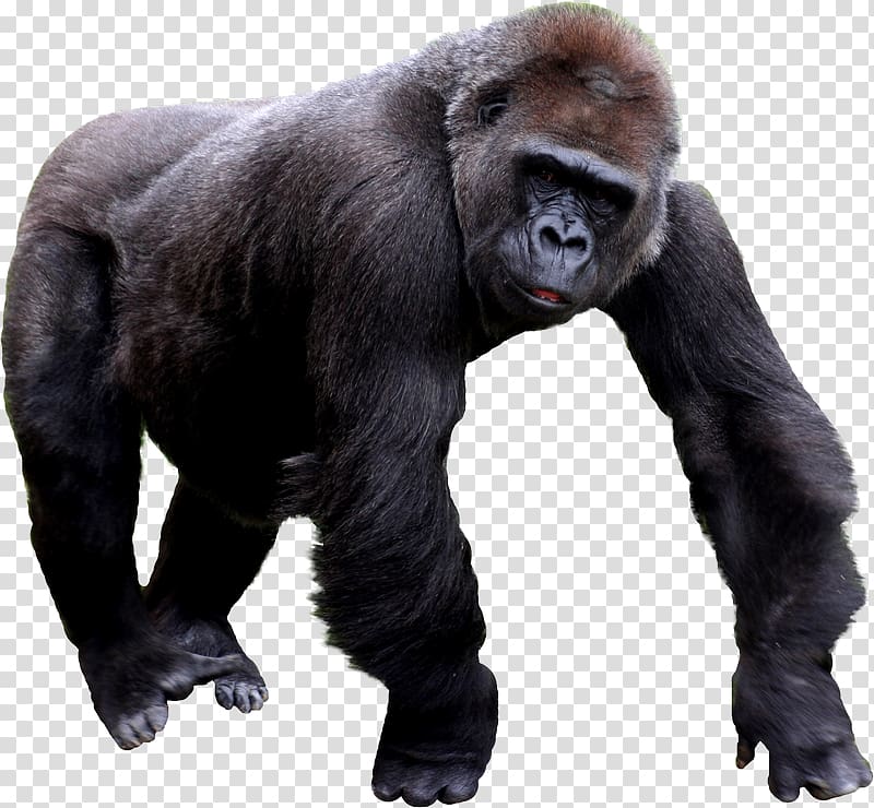Gorilla transparent background PNG clipart