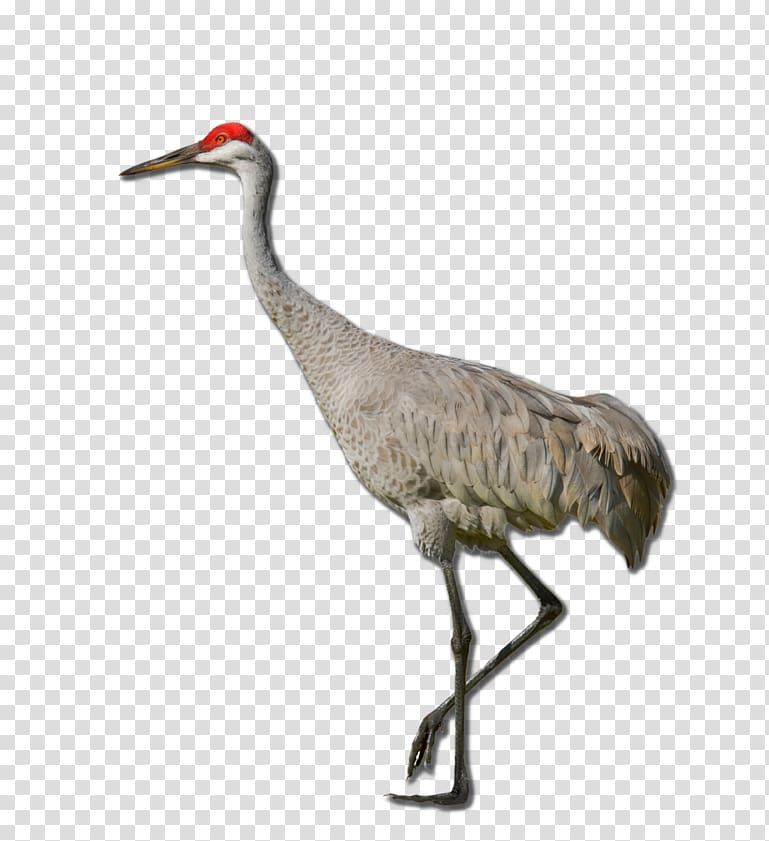 Sandhill crane Red-crowned crane Definition , crane transparent background PNG clipart