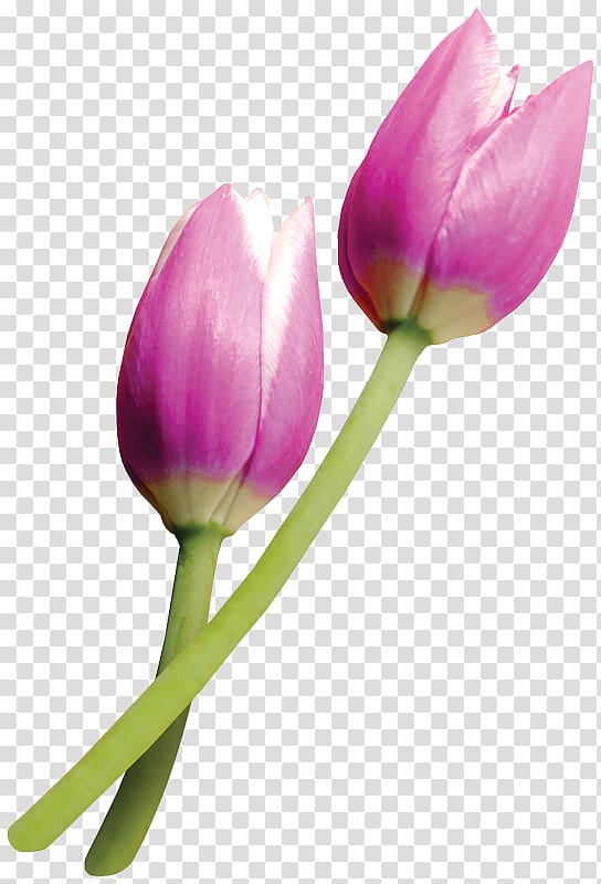 Tulipa clusiana Flower Paper, flower transparent background PNG clipart