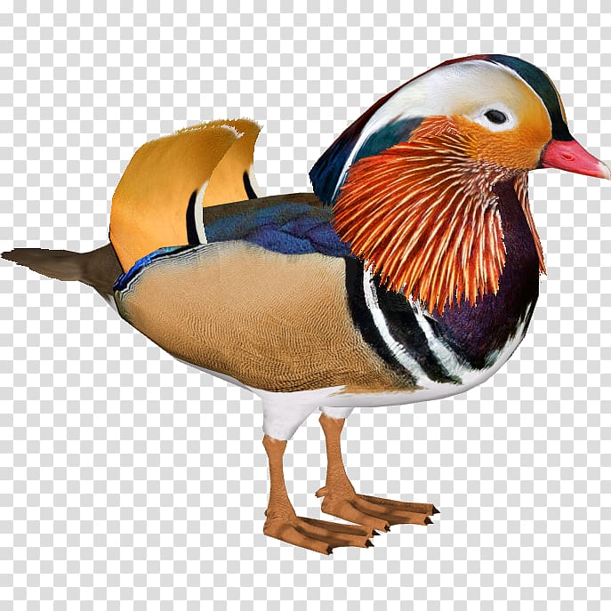 Duck Mallard Bird Anatidae Waterfowl, DUCK transparent background PNG clipart