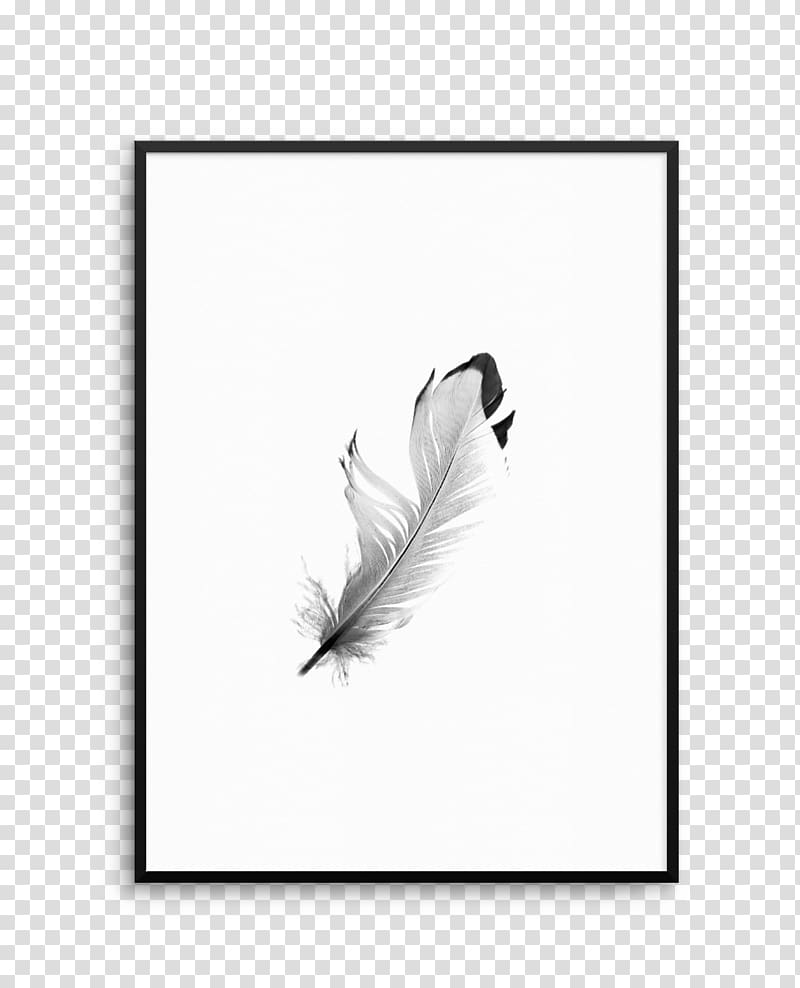 Feather White Tail Black M, floating Feathers transparent background PNG clipart