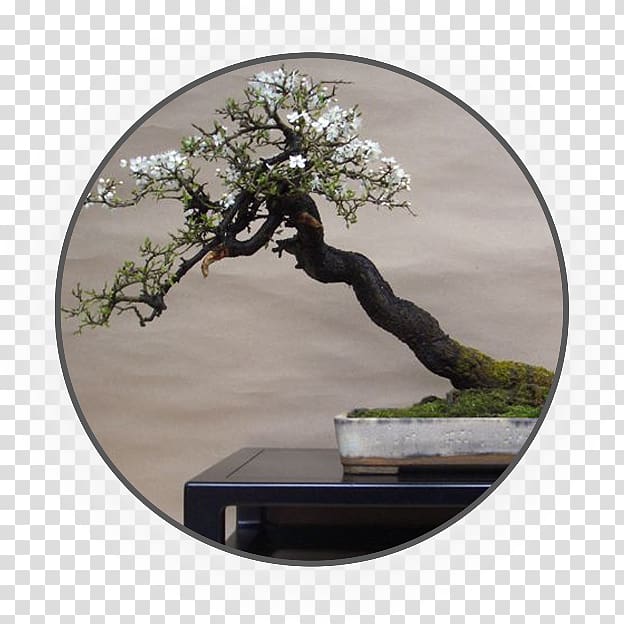 Chinese sweet plum Blackthorn Plum blossom Bonsai 盆景艺术, tree transparent background PNG clipart