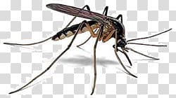 Mosquito transparent background PNG clipart