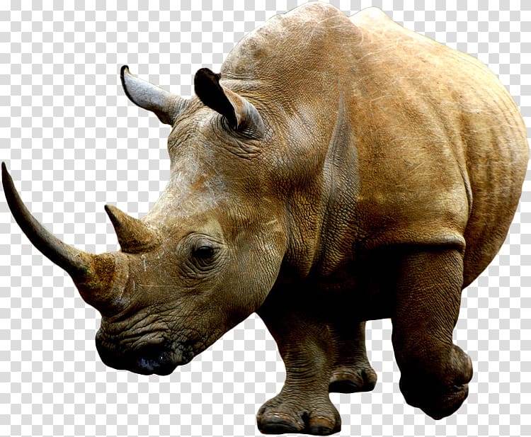 Rhino transparent background PNG clipart