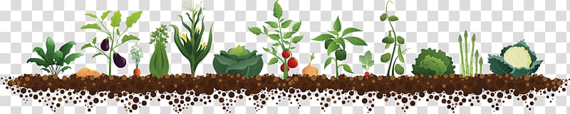 Vegetable Kitchen garden, vegetable transparent background PNG clipart