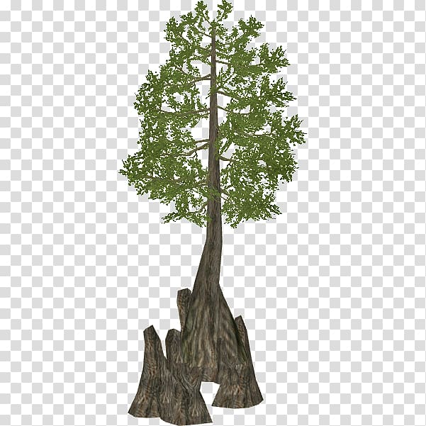 Zoo Tycoon 2 Mediterranean cypress Bald cypress Tree Wiki, swamp transparent background PNG clipart