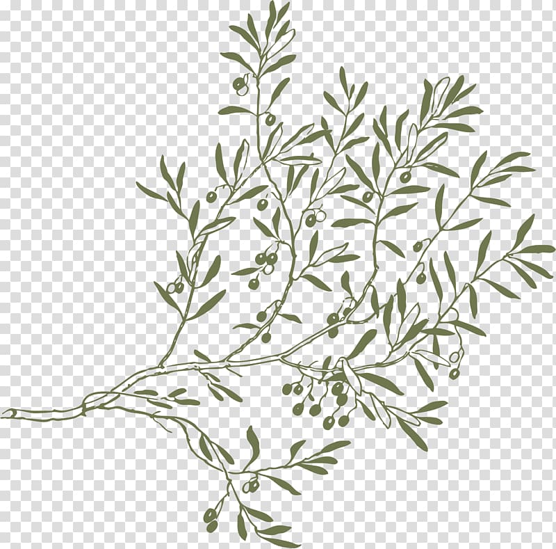 Olive branch , olives transparent background PNG clipart
