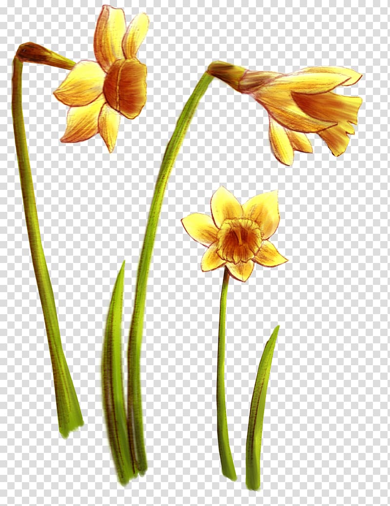 Wildflower Daffodil Cut flowers Tulip, flower transparent background PNG clipart
