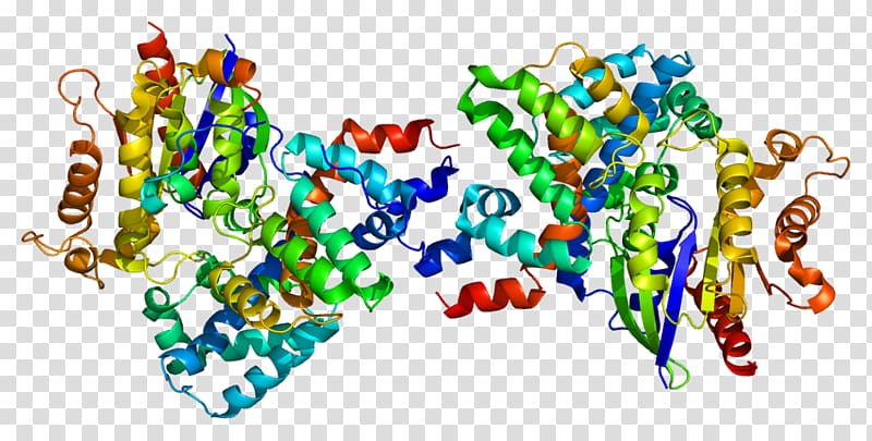 Thymidine kinase 1 Protein GNAT1 Rod cell, others transparent background PNG clipart