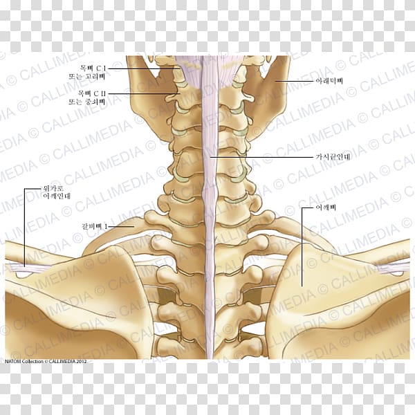 Finger Neck Ligament Bone Anatomy, others transparent background PNG clipart