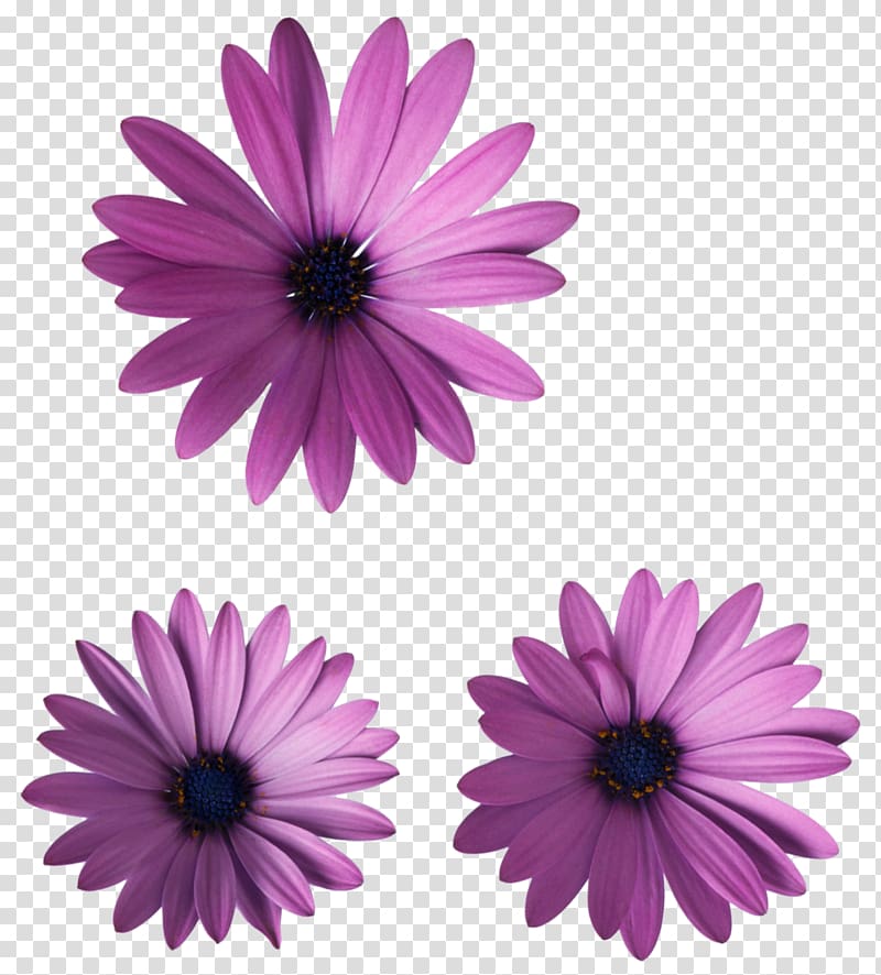 Paper Textile Flower Color, flower transparent background PNG clipart