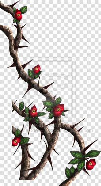 Thorns, spines, and prickles Rose Vine Drawing , crown of thorns transparent background PNG clipart