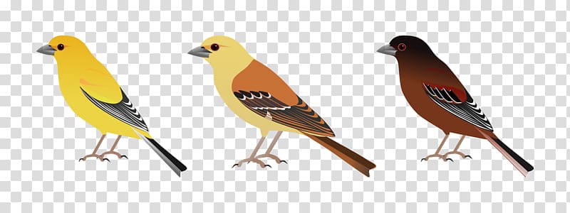 Finches and Sparrows Chestnut sparrow Sudan golden sparrow Arabian golden sparrow, Bird transparent background PNG clipart
