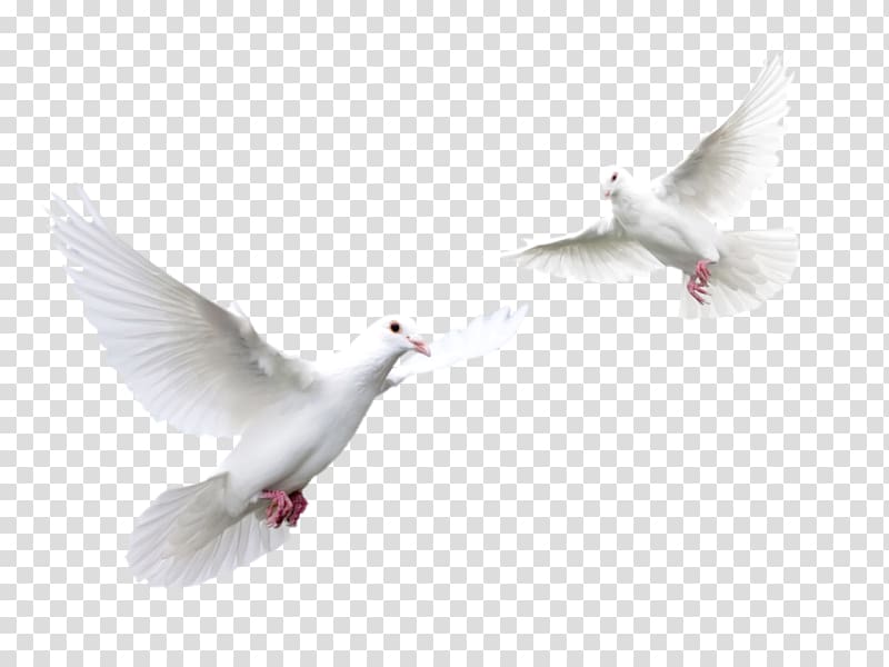 Columbidae Trash Doves Bird , pigeon transparent background PNG clipart