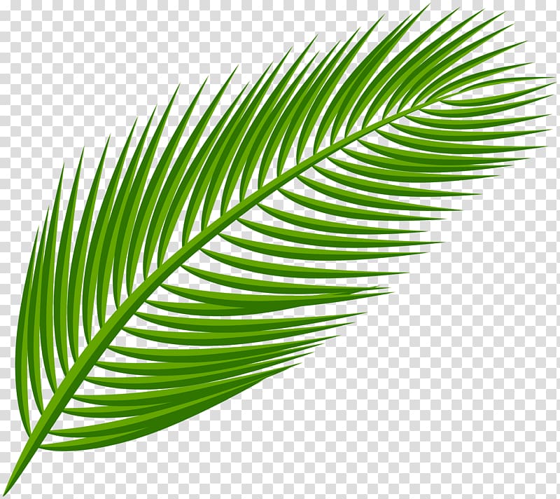 green palm leaves , Palm branch Arecaceae Palm-leaf manuscript , banana leaves transparent background PNG clipart
