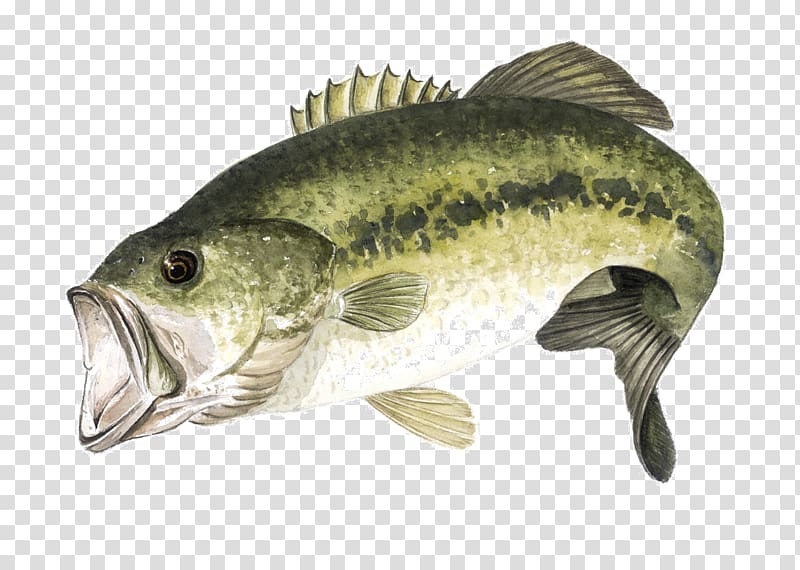 Largemouth bass Fishing Baits & Lures Perch Northern pike, Fishing transparent background PNG clipart