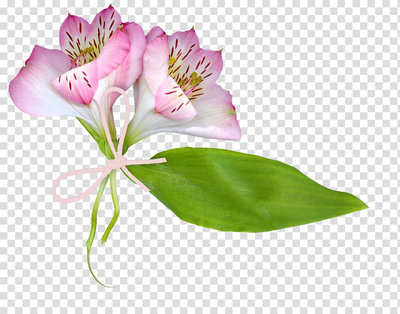 Lily of the Incas Cut flowers Plant stem, Communion Solennelle transparent background PNG clipart