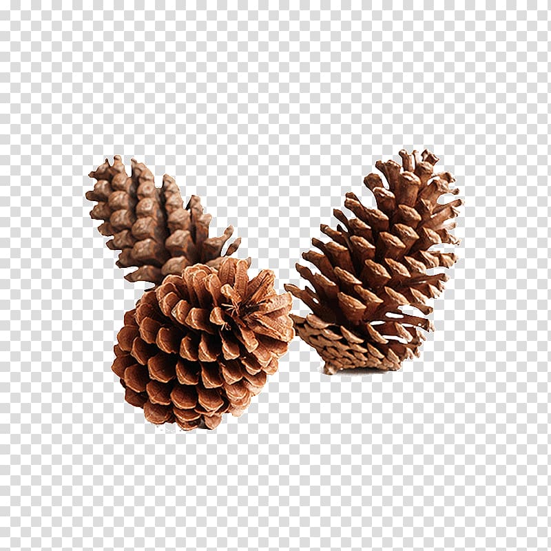 large us pinecone pinecone ornaments transparent background PNG clipart