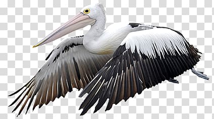 Pelican transparent background PNG clipart