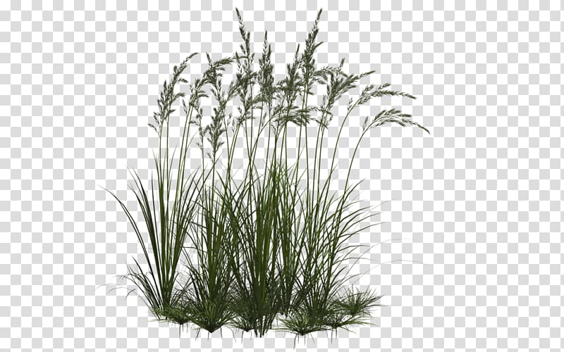 Computer Icons Ornamental grass , Collection Grass, green grass transparent background PNG clipart