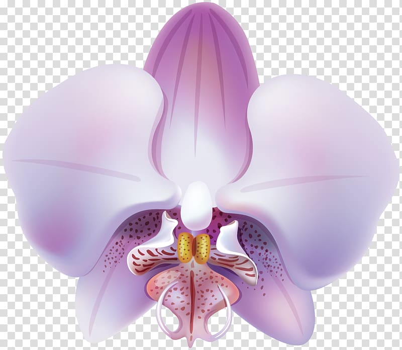 pink moth orchid , Orchids , Orchid transparent background PNG clipart