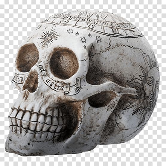 Skull Resin casting Skeleton Alchemy, hand-painted skull transparent background PNG clipart