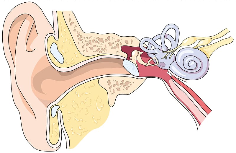 Eardrum Ear canal Outer ear Middle ear, ear transparent background PNG clipart