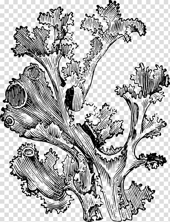 Drawing Iceland moss Art Plant, drawing elements transparent background PNG clipart